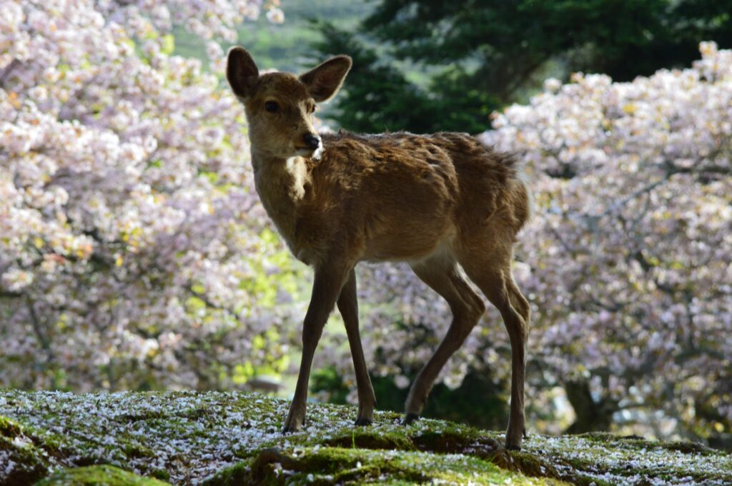 おすすめの観光スポット