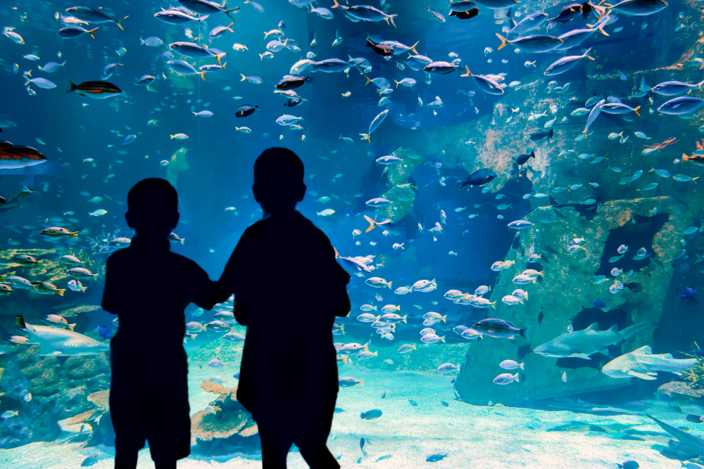 推荐的动物园和水族馆应用程序