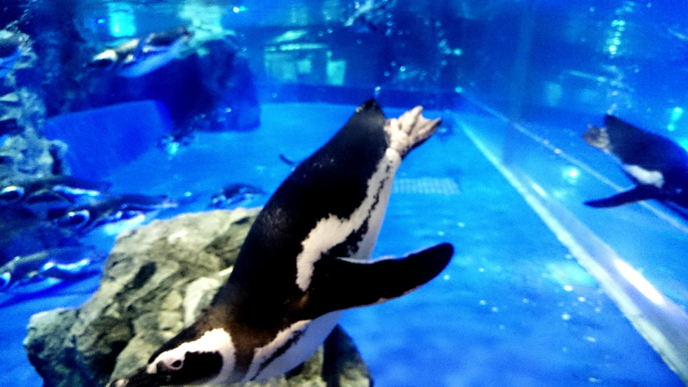 Optimisez votre visite dans les zoos et aquariums avec eSIM